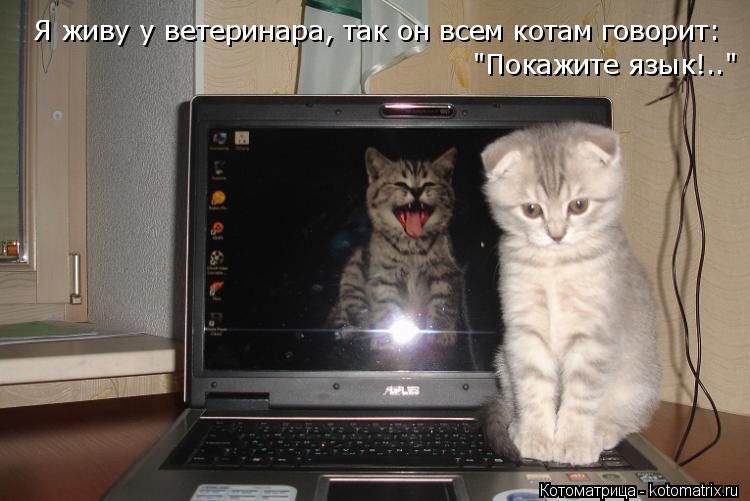 Я живу у ветеринара, так он всем котам говорит: "Покажите язык!.."... Котоматрица: Я живу у ветеринара, так он всем котам говорит: "Покажите язык!.."
