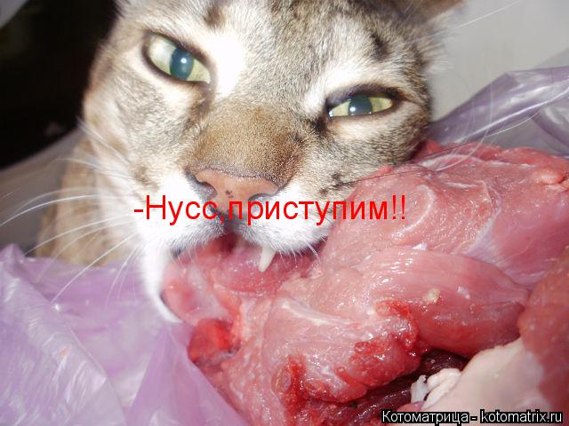 Котоматрица: -Нусс,приступим!!