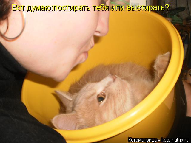 Вот думаю:постирать тебя или выстирать?... Котоматрица: Вот думаю:постирать тебя или выстирать?