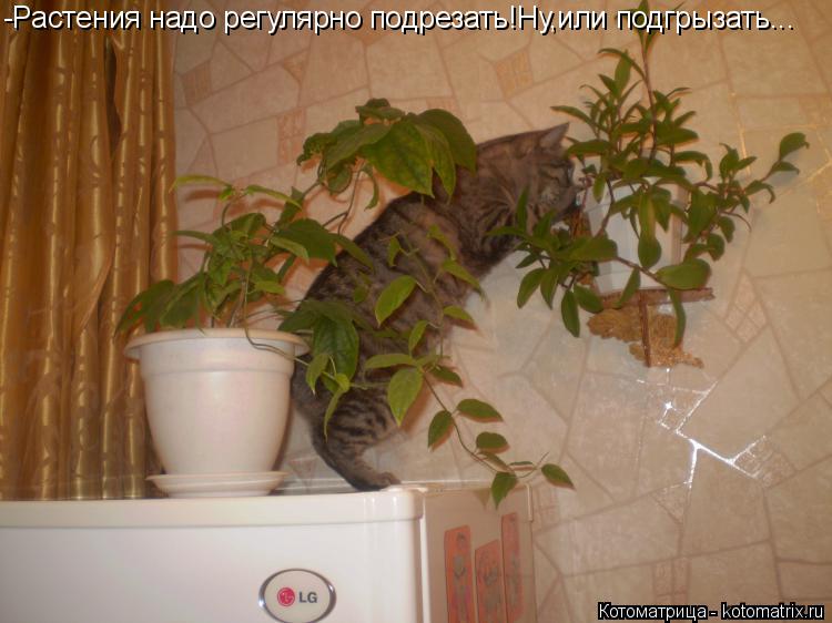 Котоматрица: -Растения надо регулярно подрезать!Ну,или подгрызать...