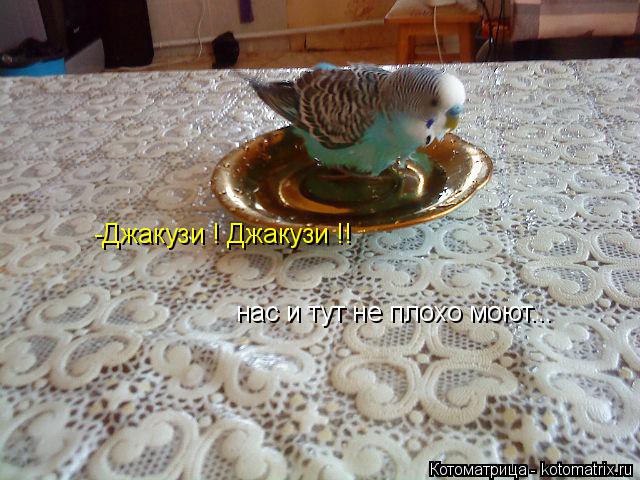 -Джакузи ! Джакузи !! нас и тут не плохо моют...... Котоматрица: -Джакузи ! Джакузи !! нас и тут не плохо моют...