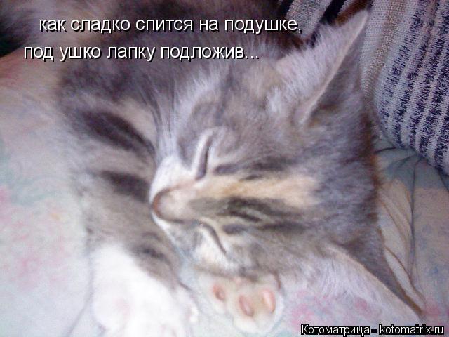 как сладко спится на подушке, под ушко лапку подложив...... Котоматрица: как сладко спится на подушке, под ушко лапку подложив...