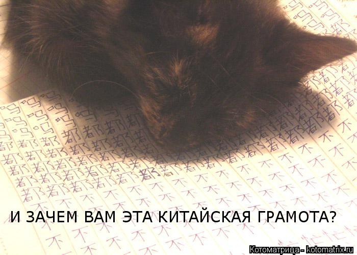 Котоматрица: И ЗАЧЕМ ВАМ ЭТА КИТАЙСКАЯ ГРАМОТА? И ЗАЧЕМ ВАМ ЭТА КИТАЙСКАЯ ГРАМОТА?