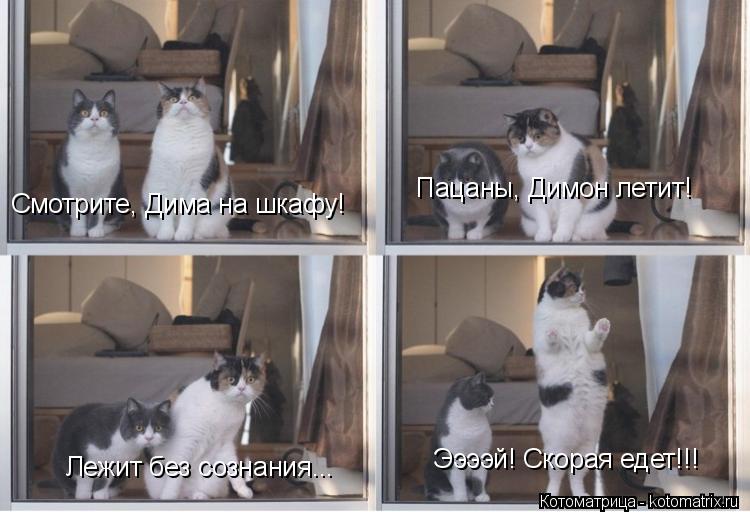 Котоматрица: Смотрите, Дима на шкафу! Пацаны, Димон летит! Лежит без сознания... Ээээй! Скорая едет!!!
