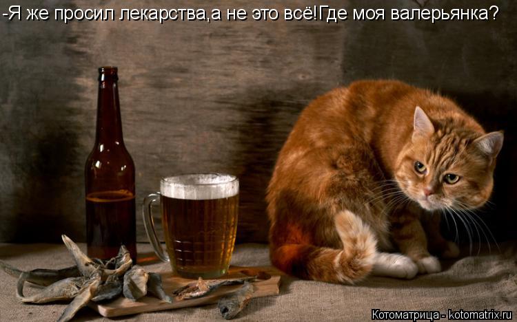 Котоматрица: -Я же просил лекарства,а не это всё!Где моя валерьянка?