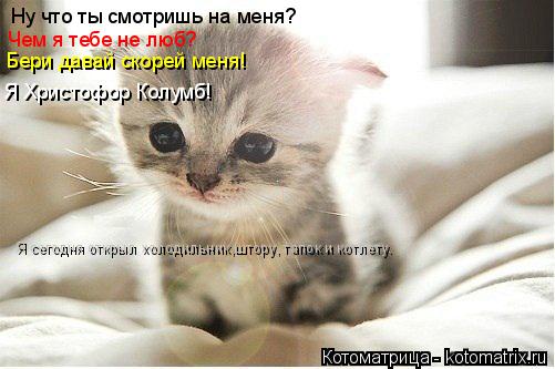 Ну что ты смотришь на меня? Чем я тебе не люб? Бери давай скорей меня! Я Христофор Колумб! Я сегодня ... Котоматрица: Ну что ты смотришь на меня? Чем я тебе не люб? Бери давай скорей меня! Я Христофор Колумб! Я сегодня открыл холодильник,штору, тапок и котлету.