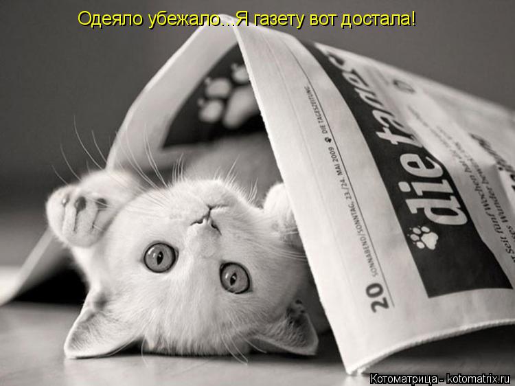 Одеяло убежало...Я газету вот достала!... Котоматрица: Одеяло убежало...Я газету вот достала!