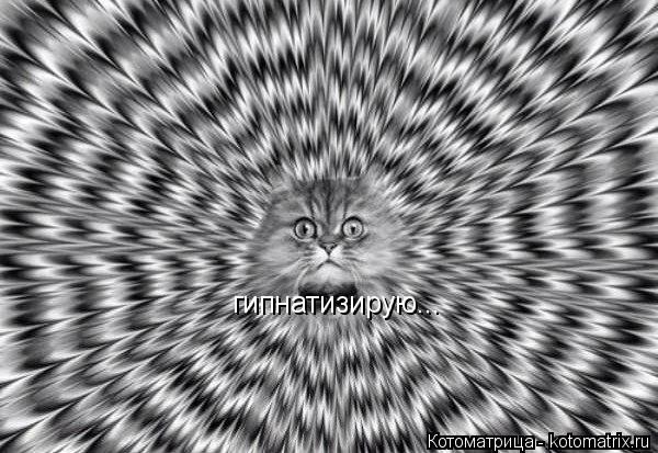 Котоматрица: гипнатизирую...