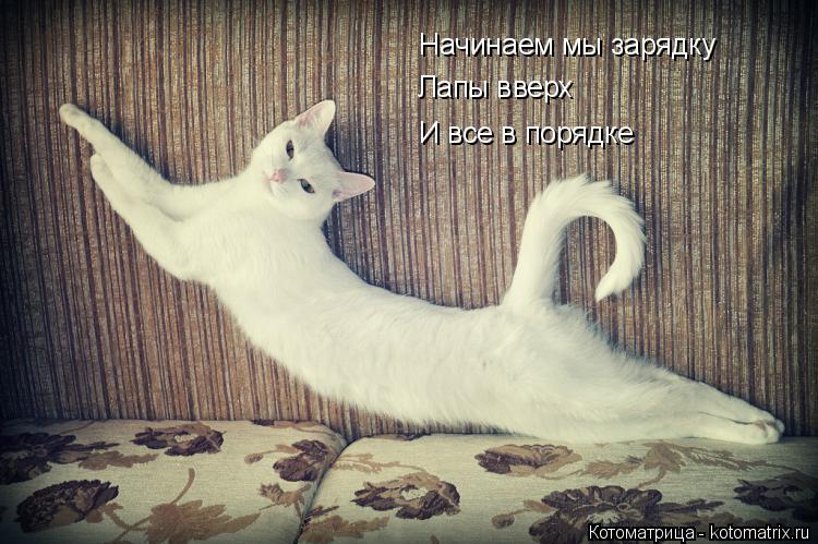 Начинаем мы зарядку Лапы вверх И все в порядке... Котоматрица: Начинаем мы зарядку Лапы вверх И все в порядке