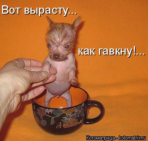 Вот вырасту... как гавкну!...... Котоматрица: Вот вырасту... как гавкну!...