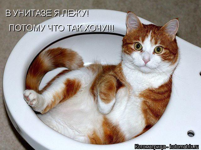 Котоматрица: В УНИТАЗЕ Я ЛЕЖУ! ПОТОМУ ЧТО ТАК ХОЧУ!!!
