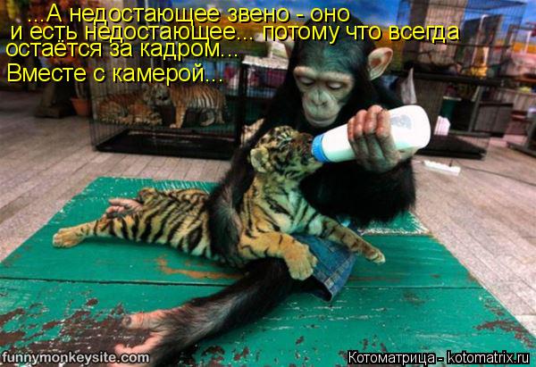 Котоматрица: ...А недостающее звено - оно и есть недостающее... потому что всегда остаётся за кадром... Вместе с камерой...