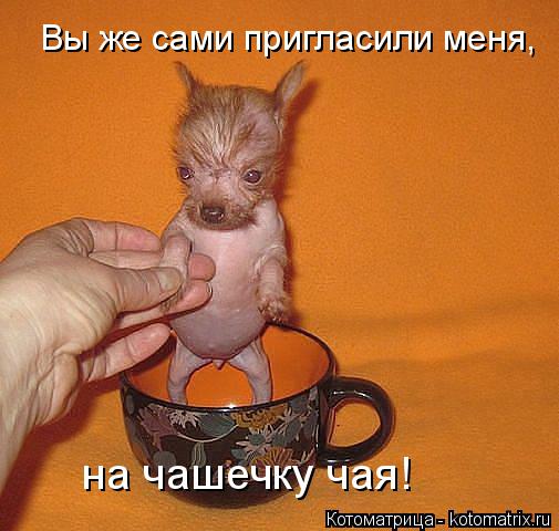 Вы же сами пригласили меня, на чашечку чая!... Котоматрица: Вы же сами пригласили меня, на чашечку чая!