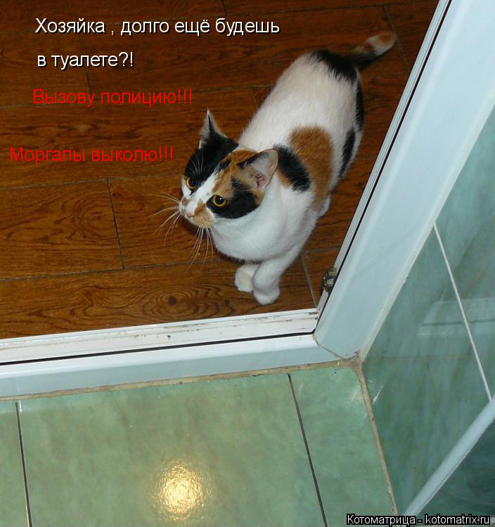 Хозяйка , долго ещё будешь в туалете?! Вызову полицию!!! Моргалы выколю!!!... Котоматрица: Хозяйка , долго ещё будешь в туалете?! Вызову полицию!!! Моргалы выколю!!!