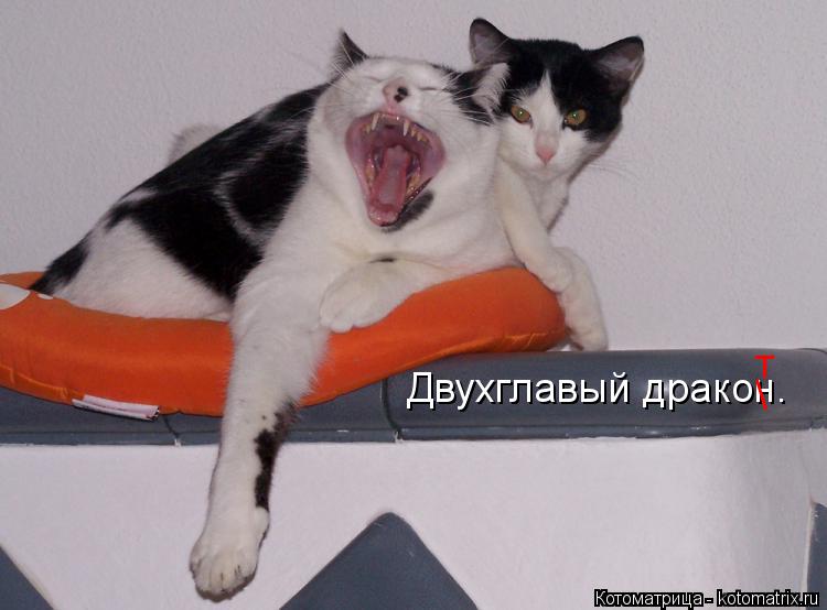 Двухглавый дракон. \ т... Котоматрица: Двухглавый дракон. \ т