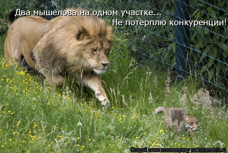 Два мышелова на одном участке... Не потерплю конкуренции!..... Котоматрица: Два мышелова на одном участке... Не потерплю конкуренции!..