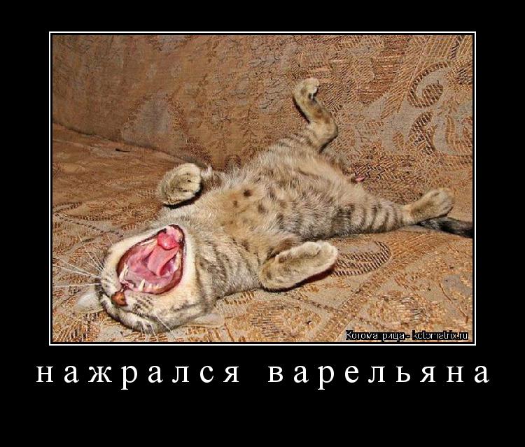 нажрался варельяна ... Котоматрица: нажрался варельяна