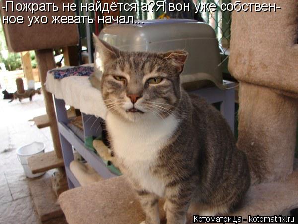 -Пожрать не найдётся,а?Я вон уже собствен- ное ухо жевать начал...... Котоматрица: -Пожрать не найдётся,а?Я вон уже собствен- ное ухо жевать начал...