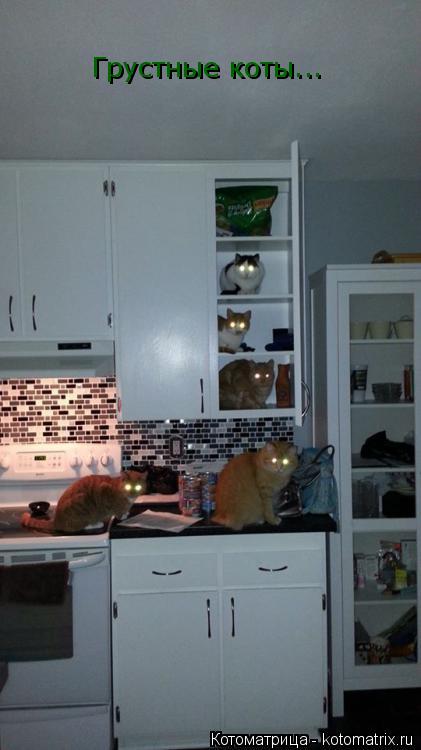 Грустные коты...... Котоматрица: Грустные коты...