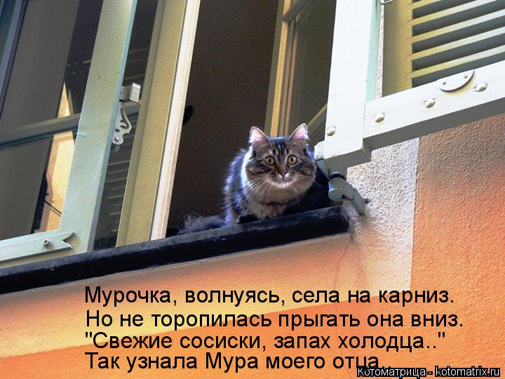 Котоматрица: Мурочка, волнуясь, села на карниз. Но не торопилась прыгать она вниз. "Свежие сосиски, запах холодца.." Так узнала Мура моего отца..