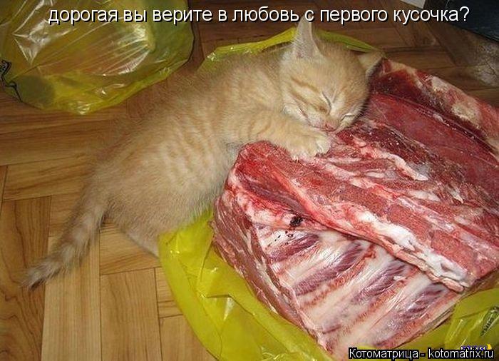дорогая вы верите в любовь с первого кусочка?... Котоматрица: дорогая вы верите в любовь с первого кусочка?
