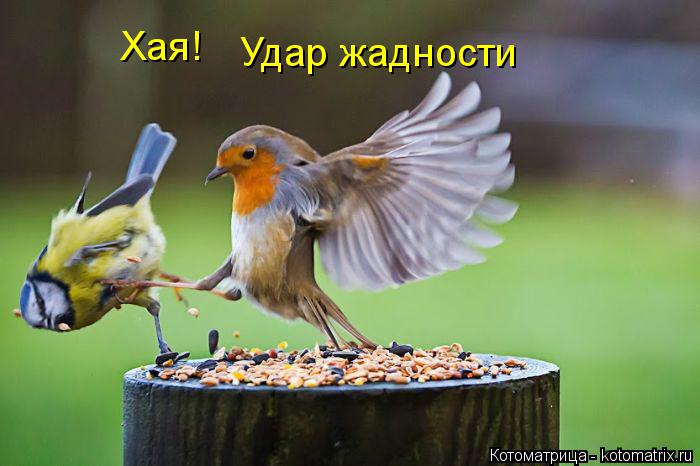 Котоматрица: Хая! Удар жадности