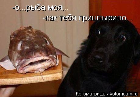 -о...рыба моя... -как тебя приштырило...... Котоматрица: -о...рыба моя... -как тебя приштырило...