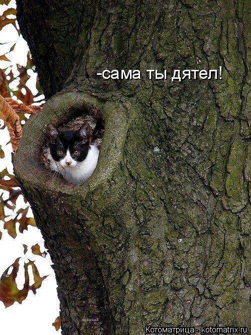 -сама ты дятел!... Котоматрица: -сама ты дятел!