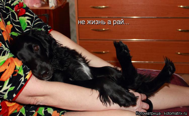 не жизнь а рай...... Котоматрица: не жизнь а рай...