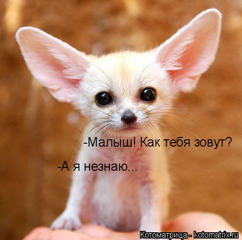 -Малыш! Как тебя зовут? -А я незнаю...... Котоматрица: -Малыш! Как тебя зовут? -А я незнаю...