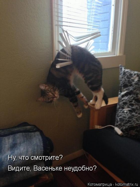 Ну, что смотрите? Видите, Васеньке неудобно?... Котоматрица: Ну, что смотрите? Видите, Васеньке неудобно?