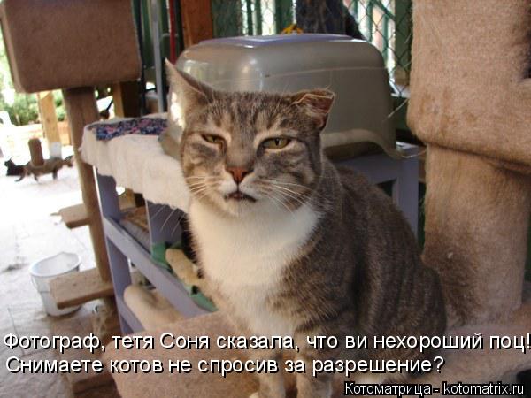 Фотограф, тетя Соня сказала, что ви нехороший поц! Снимаете котов не спросив за разрешение?... Котоматрица: Фотограф, тетя Соня сказала, что ви нехороший поц! Снимаете котов не спросив за разрешение?