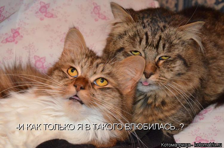 -И КАК ТОЛЬКО Я В ТАКОГО ВЛЮБИЛАСЬ..?... Котоматрица: -И КАК ТОЛЬКО Я В ТАКОГО ВЛЮБИЛАСЬ..?