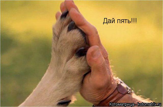 Дай пять!!!... Котоматрица: Дай пять!!!