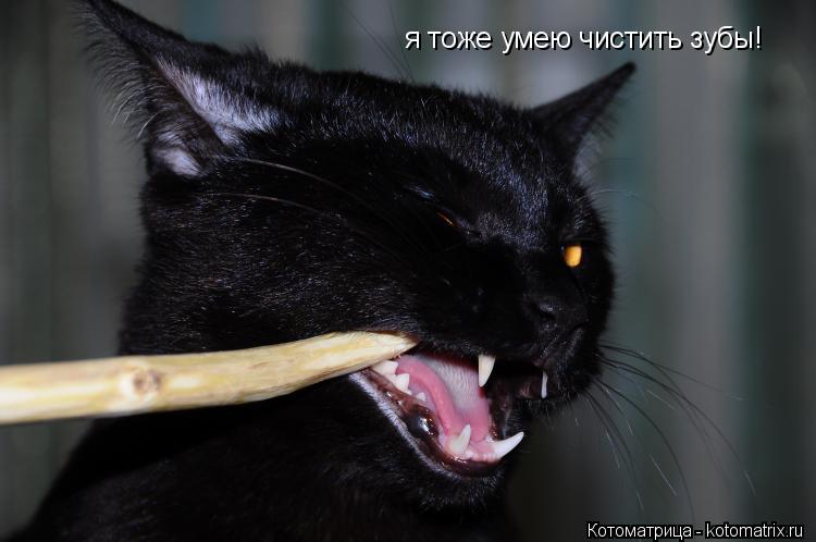 я тоже умею чистить зубы!... Котоматрица: я тоже умею чистить зубы!