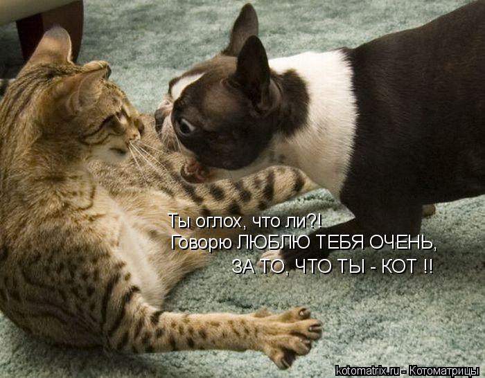 Котоматрица: Ты оглох, что ли?! Говорю ЛЮБЛЮ ТЕБЯ ОЧЕНЬ, ЗА ТО, ЧТО ТЫ - КОТ !!