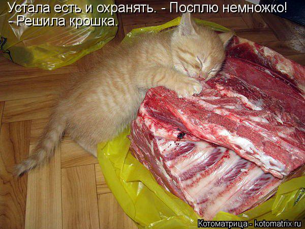 Устала есть и охранять. - Посплю немножко! - Решила крошка кошка. Устала есть и охранять. - Посплю не... Котоматрица: Устала есть и охранять. - Посплю немножко! - Решила крошка кошка. Устала есть и охранять. - Посплю немножко! - Решила крошка.