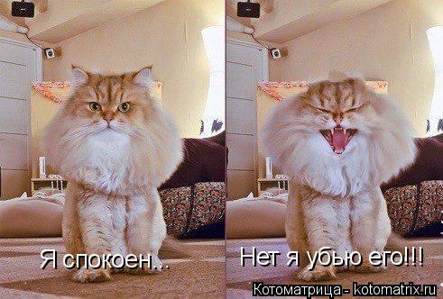 Я спокоен... Нет я убью его!!!... Котоматрица: Я спокоен... Нет я убью его!!!