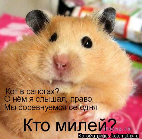Кот в сапогах? О нём я слышал, право. Мы соревнуемся сегодня: Кто милей?... Котоматрица: Кот в сапогах? О нём я слышал, право. Мы соревнуемся сегодня: Кто милей?
