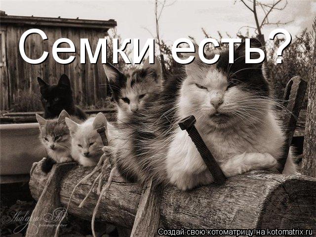 Семки есть?... Котоматрица: Семки есть?