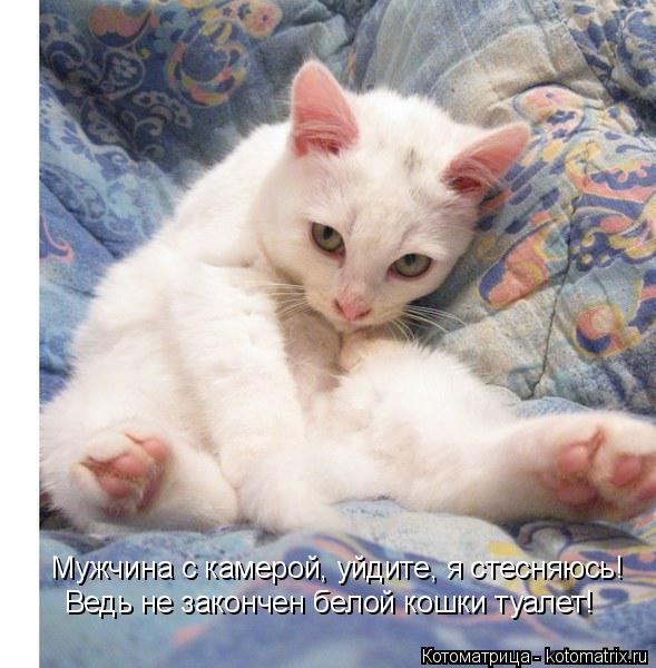 Котоматрица: Мужчина с камерой, уйдите, я стесняюсь! Ведь не закончен белой кошки туалет!
