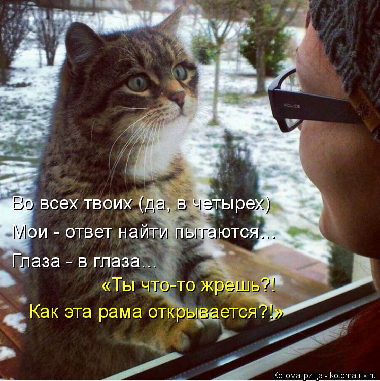 Во всех твоих (да, в четырех) Мои - ответ найти пытаются… Глаза - в глаза… «Ты что-то жрешь?! Как эт... Котоматрица: Во всех твоих (да, в четырех) Мои - ответ найти пытаются… Глаза - в глаза… «Ты что-то жрешь?! Как эта рама открывается?!»