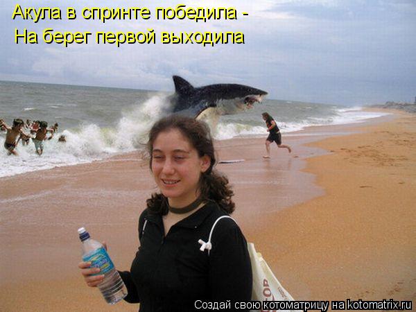 Акула в спринте победила - На берег первой выходила... Котоматрица: Акула в спринте победила - На берег первой выходила