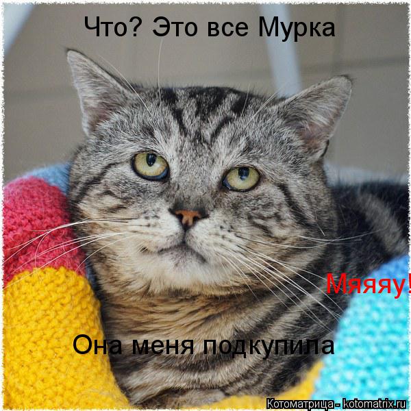 Котоматрица: Что? Это все Мурка Она меня подкупила Мяяяу!