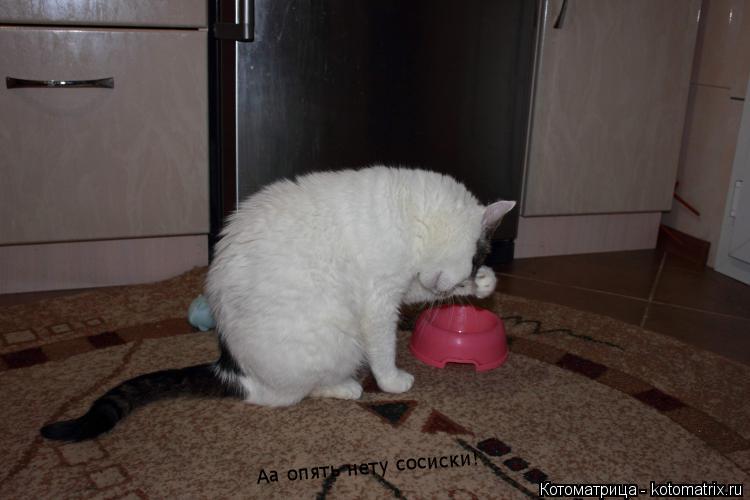 Котоматрица: Аа опять нету сосиски!
