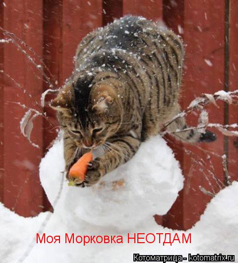 Моя Морковка НЕОТДАМ... Котоматрица: Моя Морковка НЕОТДАМ