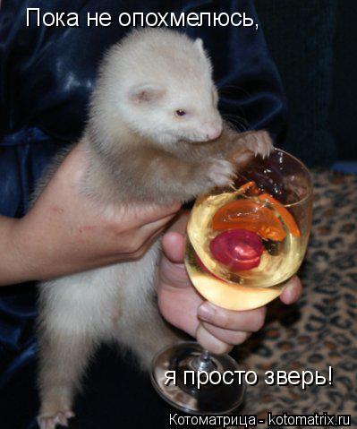 Пока не опохмелюсь, я просто зверь!... Котоматрица: Пока не опохмелюсь, я просто зверь!