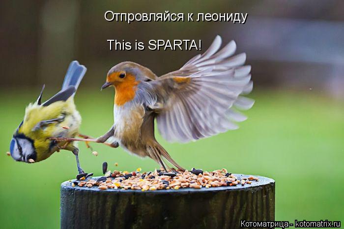 This is SPARTA! Отпровляйся к леониду... Котоматрица: This is SPARTA! Отпровляйся к леониду