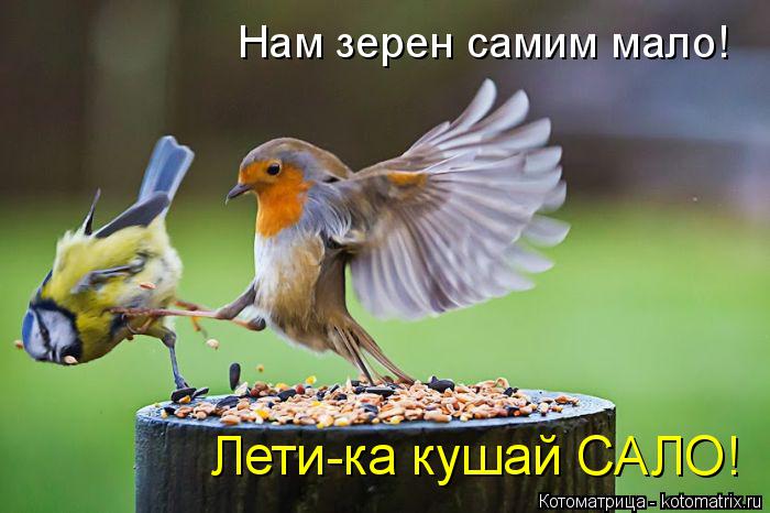 Нам зерен самим мало! Лети-ка кушай САЛО!... Котоматрица: Нам зерен самим мало! Лети-ка кушай САЛО!