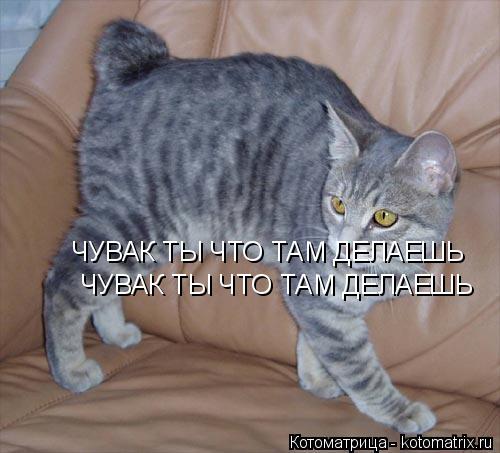 ЧУВАК ТЫ ЧТО ТАМ ДЕЛАЕШЬ ЧУВАК ТЫ ЧТО ТАМ ДЕЛАЕШЬ... Котоматрица: ЧУВАК ТЫ ЧТО ТАМ ДЕЛАЕШЬ ЧУВАК ТЫ ЧТО ТАМ ДЕЛАЕШЬ